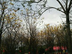 -天适樱花悠乐园