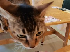 -豆逗聊愈猫阁Easy Life