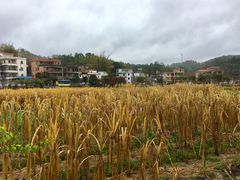 -红山村