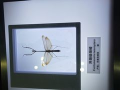-上海昆虫博物馆