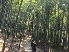 -上海佘山国家森林公园天马山园