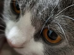 -糯米喵星人总部直营旗舰店·猫舍·幼猫出售