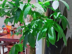 -苏州老字号·苏面斋·秃黄油·三虾面苏式面馆
