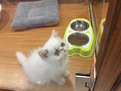 -龟与熊猫宠物公园(南坪店)