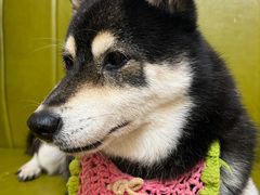 -是阿柴呀！柴犬咖啡·爱喵喵猫咖