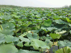 android_upload_pic-白洋淀风景区