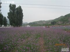 -紫海香堤香草艺术庄园