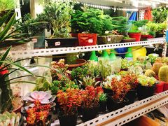 -万商花鸟市场