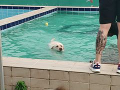 -趣玩宠物乐园寄养训犬训狗游泳池