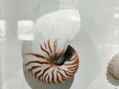 -青岛贝壳博物馆