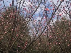 -白塘生态植物园