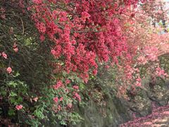 -木兰云雾山
