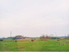 -会仙湿地