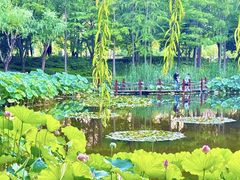 -陈家山荷花公园
