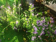 -BOCATA 西班牙餐厅(三里屯店)