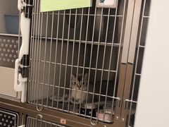 -瑞派康怡24h宠物医院·犬猫医疗中心·微创绝育(瑞景分院)