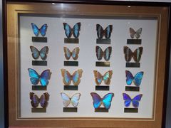 -上海昆虫博物馆