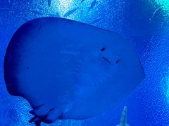 -珠海长隆海洋王国