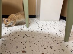 -瑞派康怡24h宠物医院·犬猫医疗中心·微创绝育(瑞景分院)