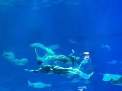 -烟台海昌鲸鲨海洋公园