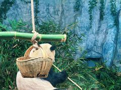 -深圳野生动物园