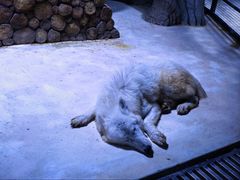 -上海海昌海洋公园-冰山北极馆