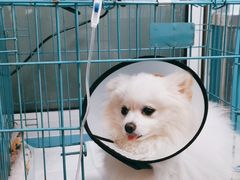 -顺强宠物诊所·狂犬免疫·夜诊·骨科(嘉定店)