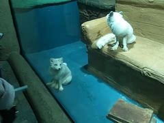 -大连圣亚海洋世界