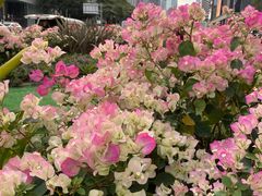 -深圳国际园林花卉博览园