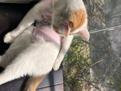 -爱贝特动物医院·猫口炎专科