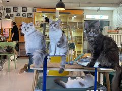 -平行世界·猫咖(首经贸店)