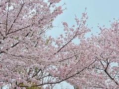 -顾村公园