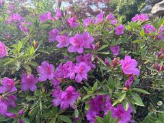 -上海鲜花港