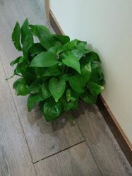 点击看大图 -Dr.林醫生产后修复·超级店(南京江宁同曦店)