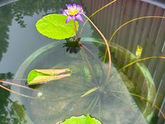 景观位-龙华素斋(龙华路店)