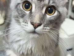 -翊宠yipet猫狗购宠庄园犬舍•猫舍