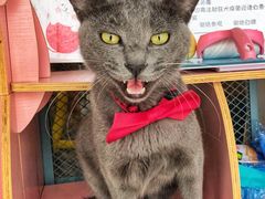 -喵屿·大理花园猫咖