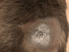 -爱诺耐芙动物医院(万博店)