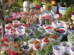 -金陵花卉交易市场