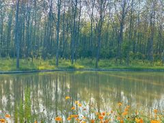 -合肥滨湖国家森林公园