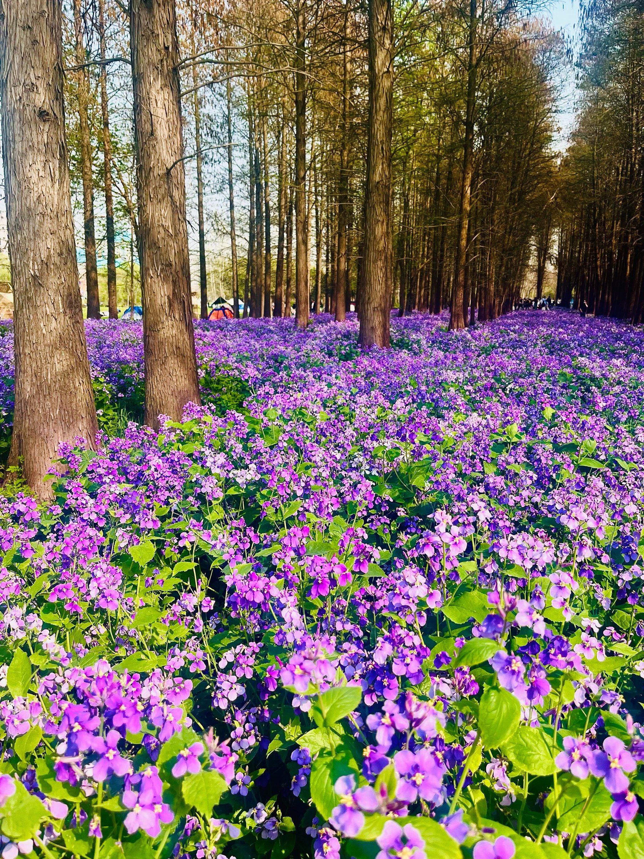 江心洲的大片薰衣草太好看啦[调皮][调皮]