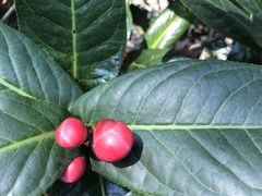 -华南国家植物园-售票处