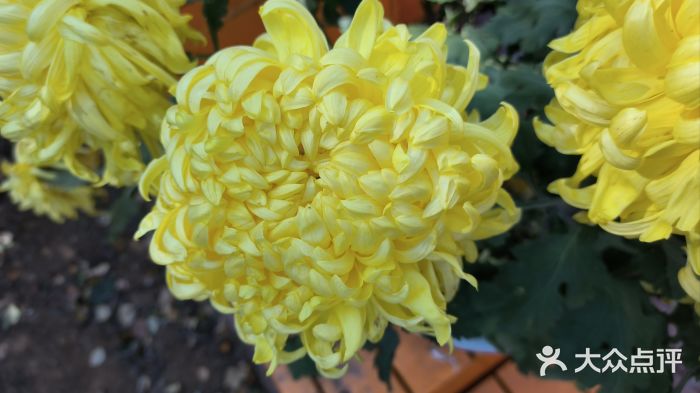 沈阳植物园图片