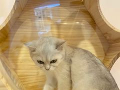 -猫咪派对(江南西店)