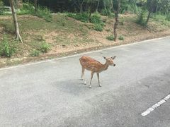 -清迈夜间动物园