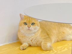 -Heymao猫咖.咖啡厅(东门店)