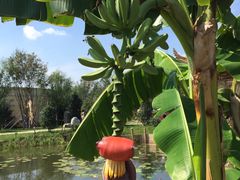 -武清南湖绿博园