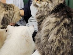 -安格丽娜·狗咖·猫咖羊驼咖(春熙路百盛商场店)