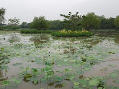 -大湾区中央湿地公园