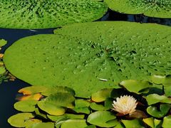 -国家植物园南园